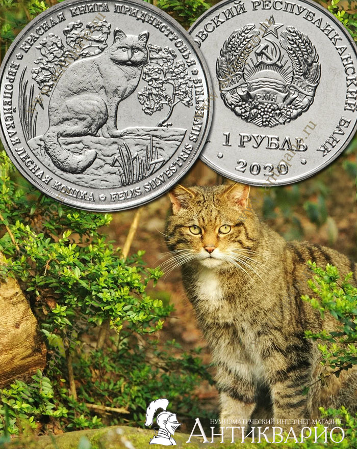 Юбилейная монета 1 рубль 2020 Европейская лесная кошка, красная книга  Приднестровье